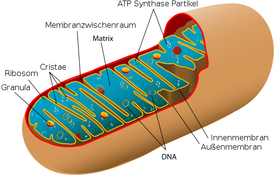 Mitochodrium im Detail